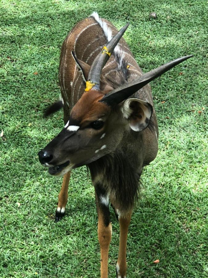 מלון ברברטון Jock Of The Bushveld מראה חיצוני תמונה